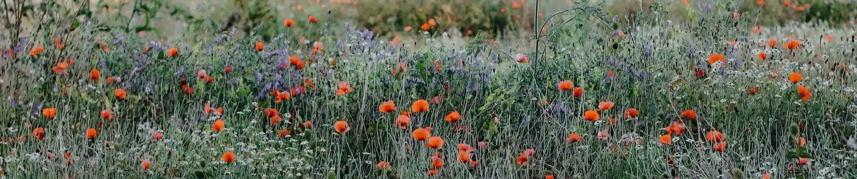 Wildflowers